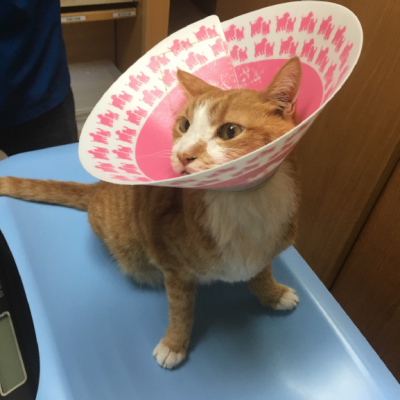 護店神貓~16歲護店神貓的看病日記– 寵物不只是寵物，更是家人